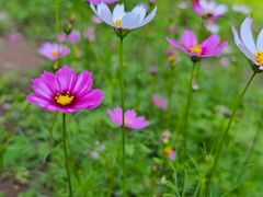 -红土地(地铁站)