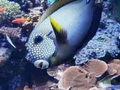 -新加坡海洋生态馆