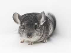 -龙猫仔乐园(惠福东路店)