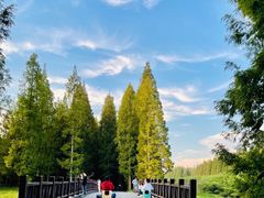 -黄海国家森林公园