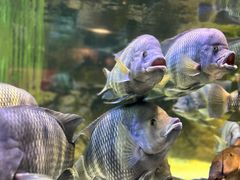 -上海海洋水族馆