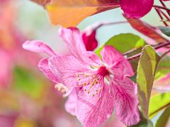 -海棠花溪(元大都城垣遗址公园)