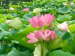 -荷塘月色湿地公园·向阳花洲