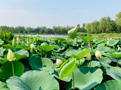 -燕郊植物园