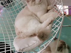 -极木²邸 人与宠物·互动社区