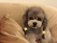 -BABYDOG宝贝狗宠物乐园(欧洲城店)