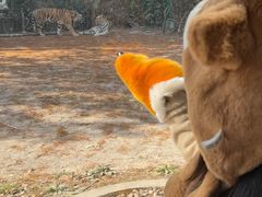 -上海野生动物园老虎餐厅