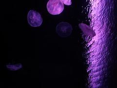 -欢乐海岸海洋奇梦馆