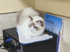 -动物缘宠物医院·骨科·猫科(西二环店)