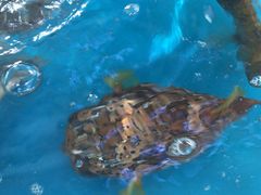 -清水湾3号(东方小周海鲜店)