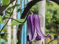 -三圣花乡旅游区