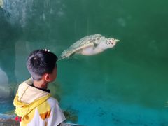 -广东惠东海龟国家级自然保护区
