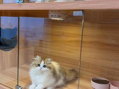 -猫十亿·布偶金渐层·曼基康矮脚猫舍(青年路店)