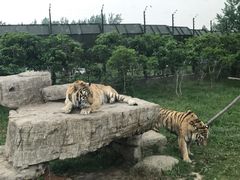 -上海野生动物园老虎餐厅