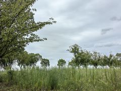 -漕湖湿地公园