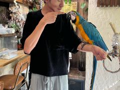 -吉丁鸟咖·异宠·寄养