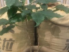 -百年朱苦拉咖啡(博物馆店)