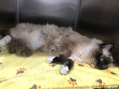 -萌兽医馆·宠物医院·猫骨科(创景店)