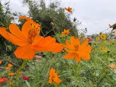 -前小桔亲子创意农场·草莓采摘·露营烧烤