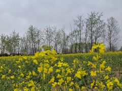 -汉长安城未央宫国家考古遗址公园