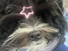 -博特宠物医院24h犬猫全科.骨科·异宠