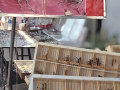 -中环花鸟鱼虫市场