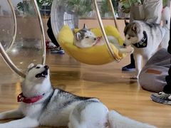 -Husky Go! 哈士奇体验馆·宠物咖啡厅狗咖