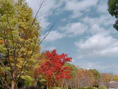 -顾村公园