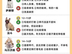 -翊宠yipet猫狗购宠庄园犬舍•猫舍