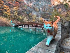 -山西通天峡景区