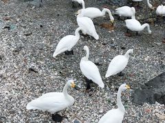 -烟墩角天鹅湖