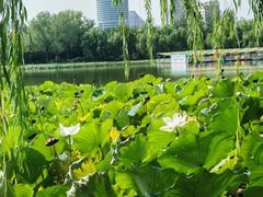 -莲花池公园