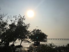 -宝安西湾红树林湿地公园