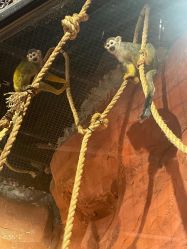 -Zoolung Zoolung动物主题公园(海信广场店)