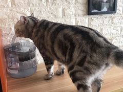 -平行世界·猫咖(首经贸店)