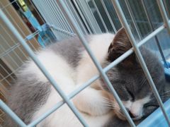 -猫的天空之城概念书店(北戴河蔚蓝海岸店)