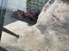 -灵玲国际马戏城