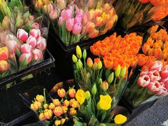 -溪岸路花鸟市场