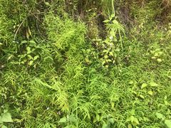 -羚羊峡古栈道森林公园