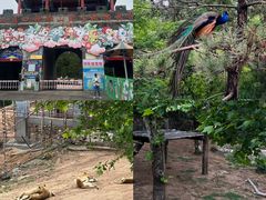 -西霞口神雕山野生动物世界