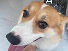 -艾吉宠物医院·疑难杂症转诊中心·猫友好(碧江路院)