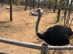 -大连森林动物园