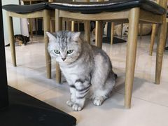 -平行世界·猫咖(首经贸店)