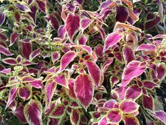 -长春公园(普阳街道)