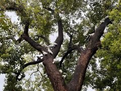 -知味观(湖滨总店)