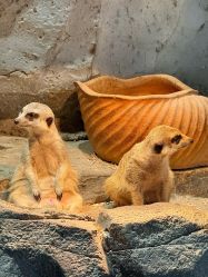 -Zoolung Zoolung动物主题公园(海信广场店)