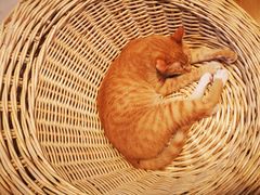 -Cappucimeow猫咪咖啡馆(韦伯时代店)
