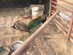 -昌平兴寿秀秀草莓采摘园