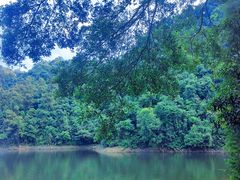 -鼎湖山风景区