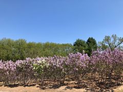 -永定河休闲森林公园